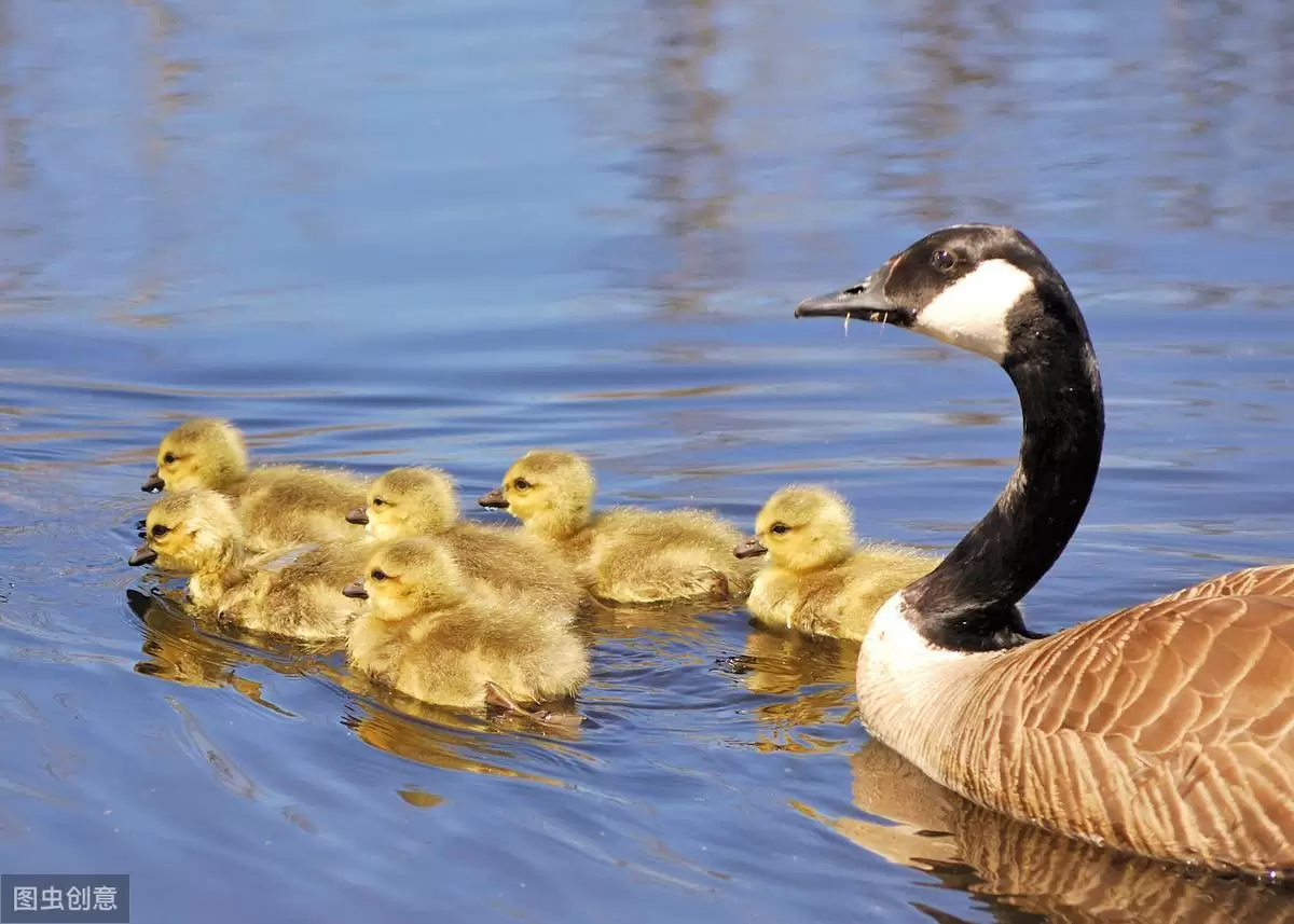 养殖的技术,与技巧 元老师随时在线插图1 养殖的技术,与技巧 元老师随时在线插图1