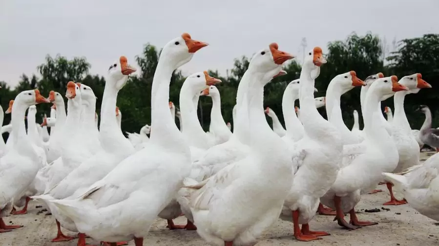 毛色不好,吃料不吸收 教你一招插图 毛色不好,吃料不吸收 教你一招插图