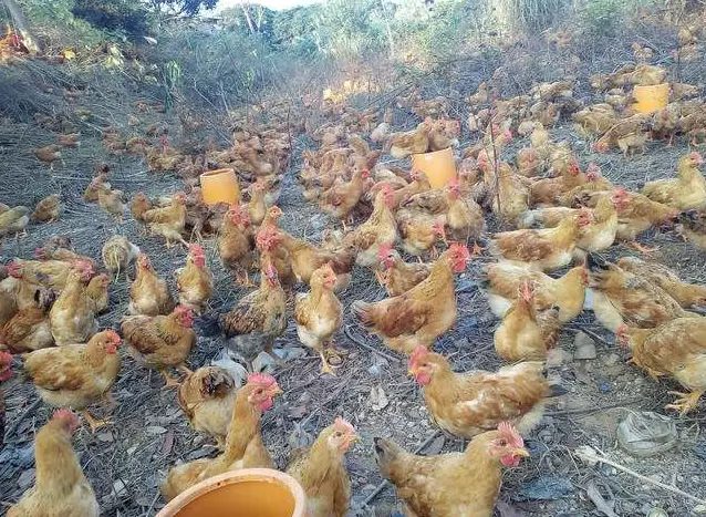 进秋后禽容易引起感冒,肿头肿脸 支气管堵塞元老师教你如何防控插图3 进秋后禽容易引起感冒,肿头肿脸 支气管堵塞元老师教你如何防控插图3