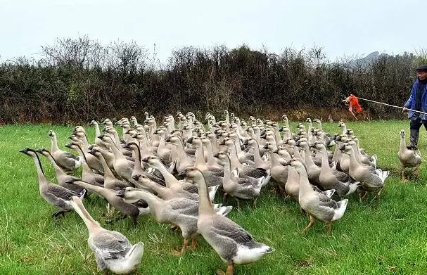 怎么样辨别浆膜炎,细小病毒的症状插图3 怎么样辨别浆膜炎,细小病毒的症状插图3