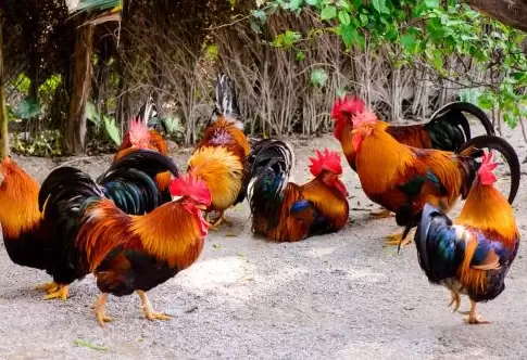 进秋后禽容易引起感冒,肿头肿脸 支气管堵塞元老师教你如何防控插图 进秋后禽容易引起感冒,肿头肿脸 支气管堵塞元老师教你如何防控插图