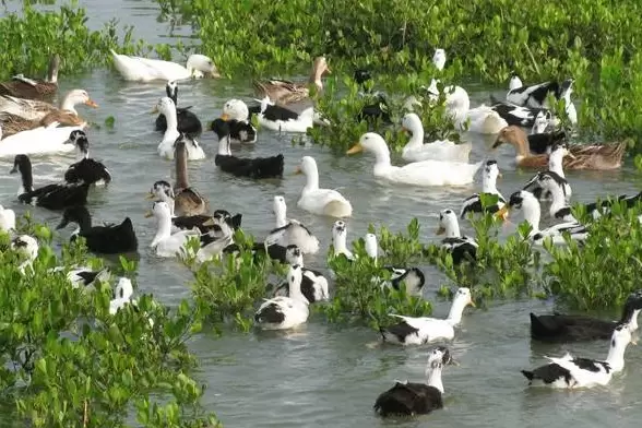 养殖番鸭来挣钱 鸭苗选择是关键 你了解多少 点击进来了解一下插图3