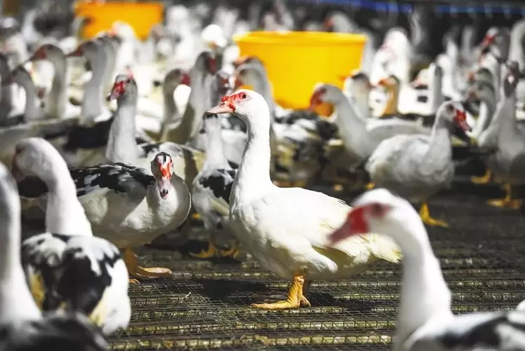 养殖番鸭来挣钱 鸭苗选择是关键 你了解多少 点击进来了解一下插图4