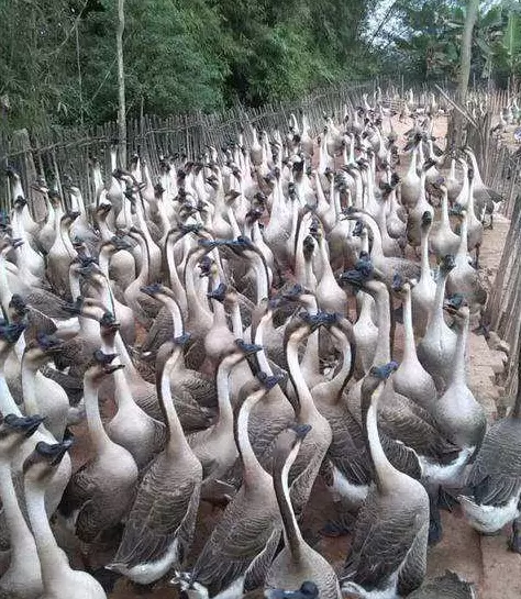 怎么样辨别浆膜炎,细小病毒的症状插图5 怎么样辨别浆膜炎,细小病毒的症状插图5