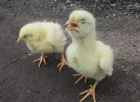 肿头肿脸的预防,于治疗插图2 肿头肿脸的预防,于治疗插图2