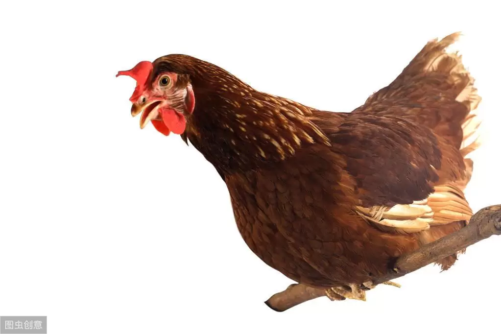 阉鸡前注意的事项，注意防控，预防到位，减少伤亡插图1