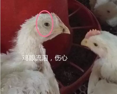 肿头肿脸的预防,于治疗插图3 肿头肿脸的预防,于治疗插图3