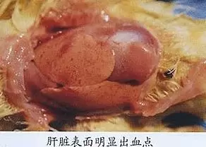 小鹅的常见症状与预防插图 小鹅的常见症状与预防插图