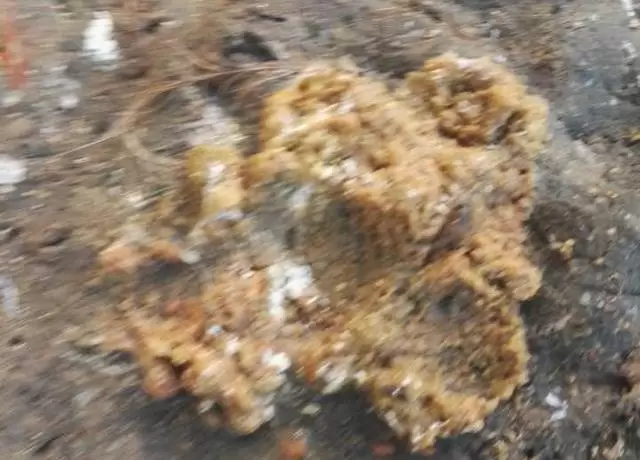 鸡群腺胃炎 造成鸡群吃料不长 过料不长 你了解多少进来看看插图2 鸡群腺胃炎 造成鸡群吃料不长 过料不长 你了解多少进来看看插图2