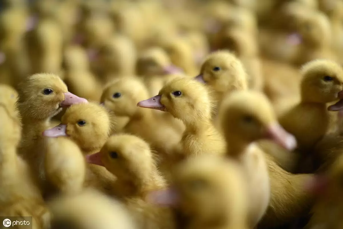 小鹅的常见症状与预防插图1 小鹅的常见症状与预防插图1