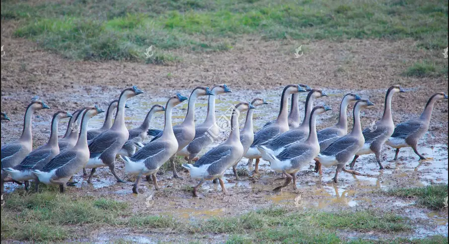 养鹅中掌握这几项 大群不易生病，好养 整齐度好 过来教你几招插图1