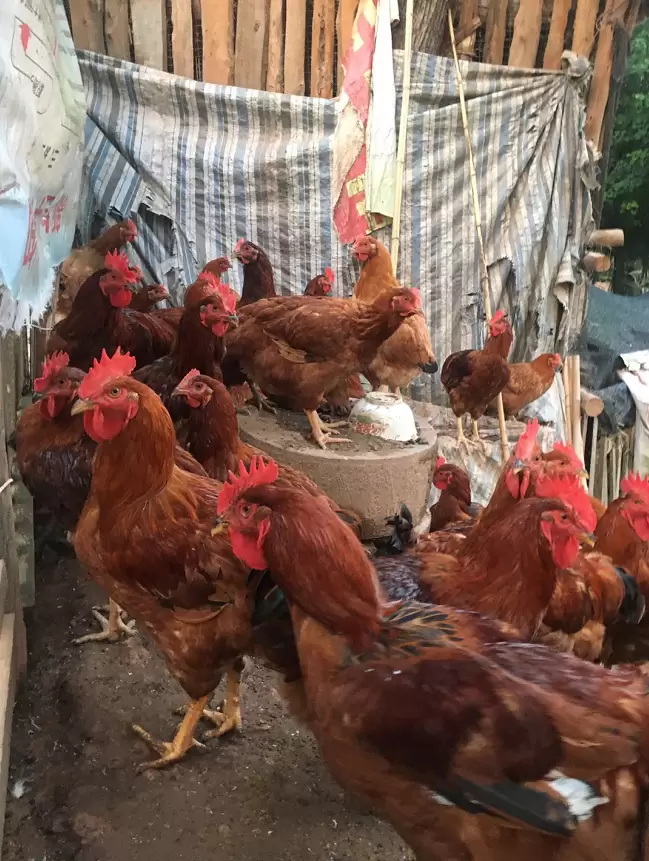 为什么鸡 鸭子 鹅 不可以混养 有什么危害 怎样预防看这里插图1 为什么鸡 鸭子 鹅 不可以混养 有什么危害 怎样预防看这里插图1