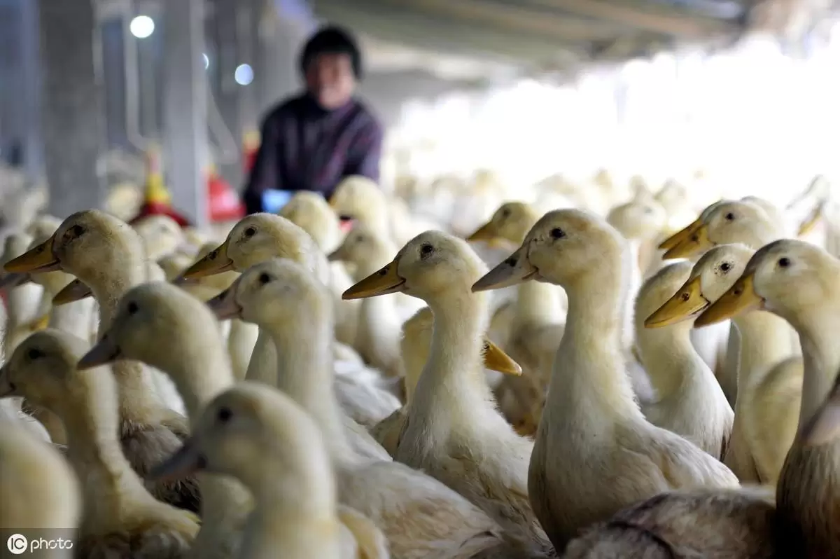 鸭群免疫力低，整齐度不好，毛色不光亮看着里插图1