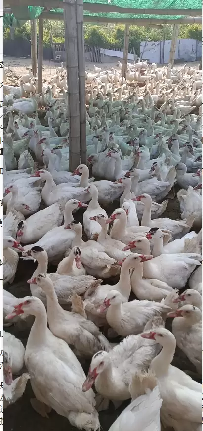 为什么鸡 鸭子 鹅 不可以混养 有什么危害 怎样预防看这里插图2 为什么鸡 鸭子 鹅 不可以混养 有什么危害 怎样预防看这里插图2