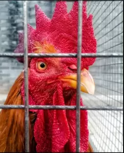 教您5招秘诀 解决鸡群嗉囊炎 胀气 不消化积食分分钟钟搞定插图 教您5招秘诀 解决鸡群嗉囊炎 胀气 不消化积食分分钟钟搞定插图