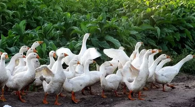 怎么样辨别浆膜炎,细小病毒的症状插图2 怎么样辨别浆膜炎,细小病毒的症状插图2