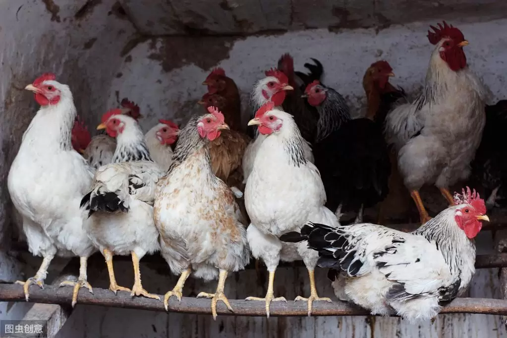 阉鸡前注意的事项，注意防控，预防到位，减少伤亡插图2