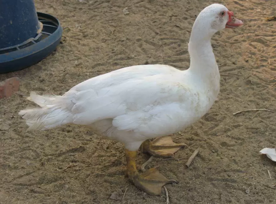 养殖番鸭来挣钱 鸭苗选择是关键 你了解多少 点击进来了解一下插图1