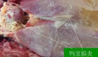 小鹅的常见症状与预防插图2 小鹅的常见症状与预防插图2