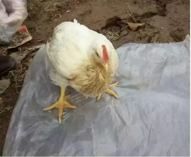 教您5招秘诀 解决鸡群嗉囊炎 胀气 不消化积食分分钟钟搞定插图1 教您5招秘诀 解决鸡群嗉囊炎 胀气 不消化积食分分钟钟搞定插图1