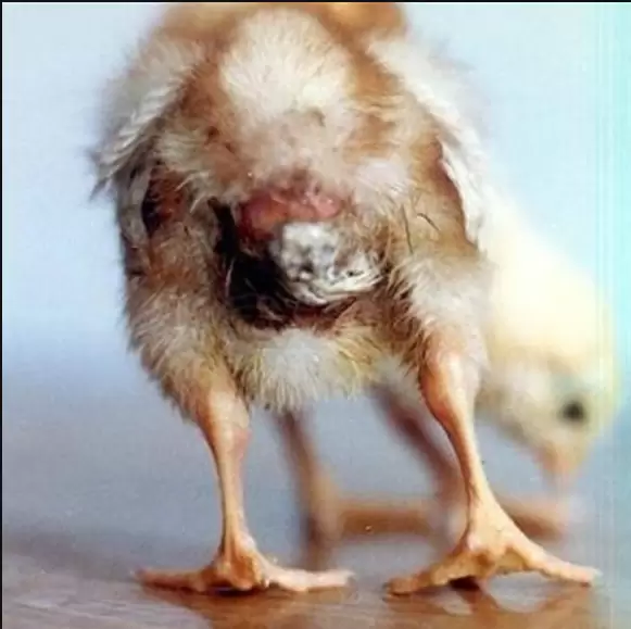 引起鸡群拉稀的原因有哪些,小偏方你了解多少,看着里元老师教你插图 引起鸡群拉稀的原因有哪些,小偏方你了解多少,看着里元老师教你插图