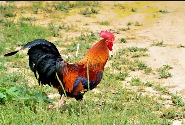 季节交替 温差对鸡鸭鹅的危害你知道哪些 看这里元老师给你讲解插图3