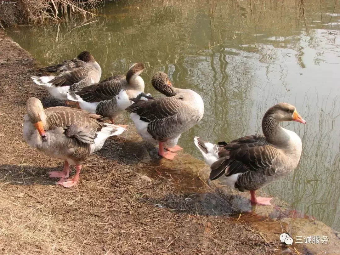 季节交替 温差对鸡鸭鹅的危害你知道哪些 看这里元老师给你讲解插图2