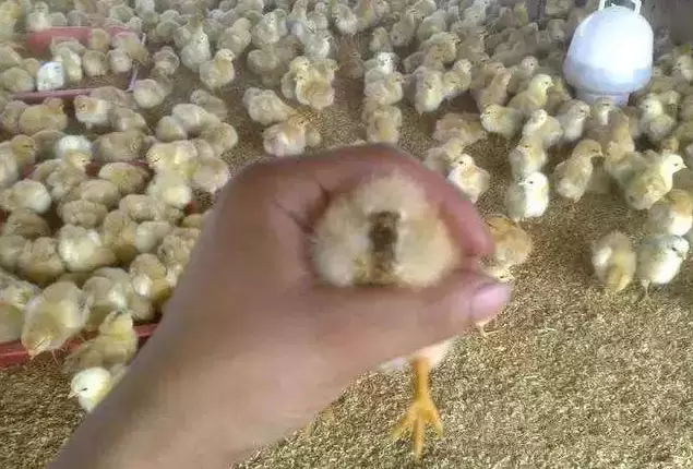 引起鸡群拉稀的原因有哪些,小偏方你了解多少,看着里元老师教你插图2 引起鸡群拉稀的原因有哪些,小偏方你了解多少,看着里元老师教你插图2