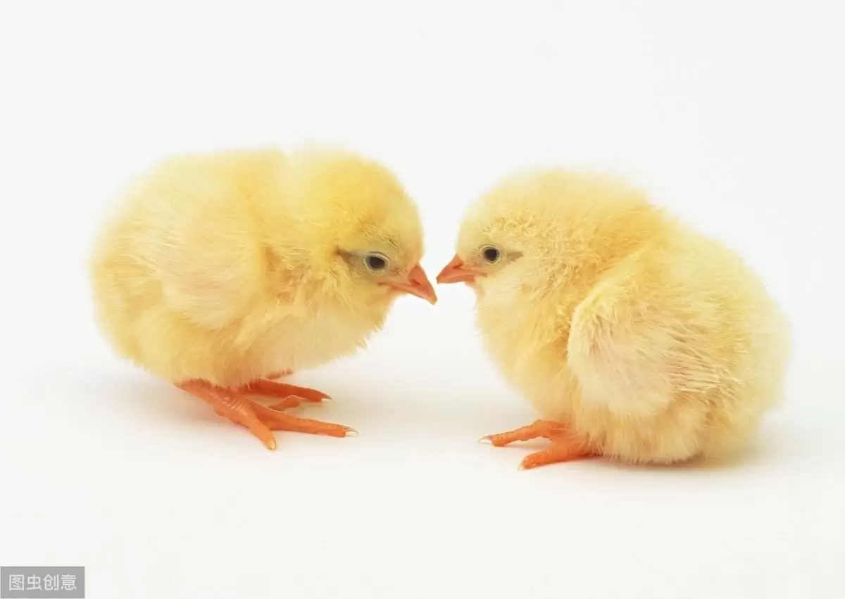 如何快速叛变，鸡群发病的原因插图