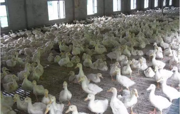 怎样简便的确诊鸭子有没有 病症插图3