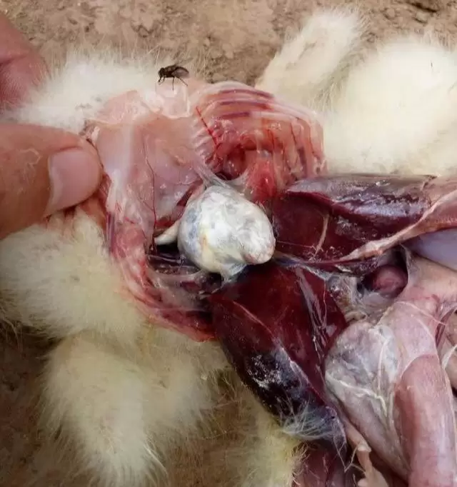 浆膜炎的症状与治疗插图1