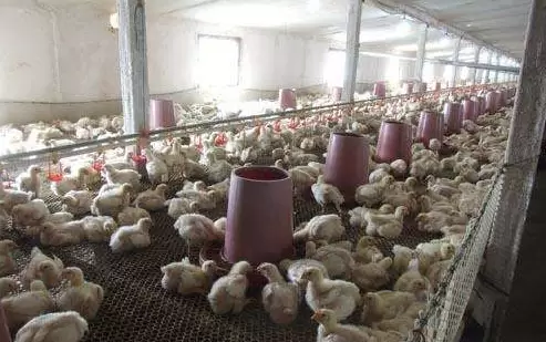 进秋后禽容易引起感冒,肿头肿脸 支气管堵塞元老师教你如何防控插图5 进秋后禽容易引起感冒,肿头肿脸 支气管堵塞元老师教你如何防控插图5