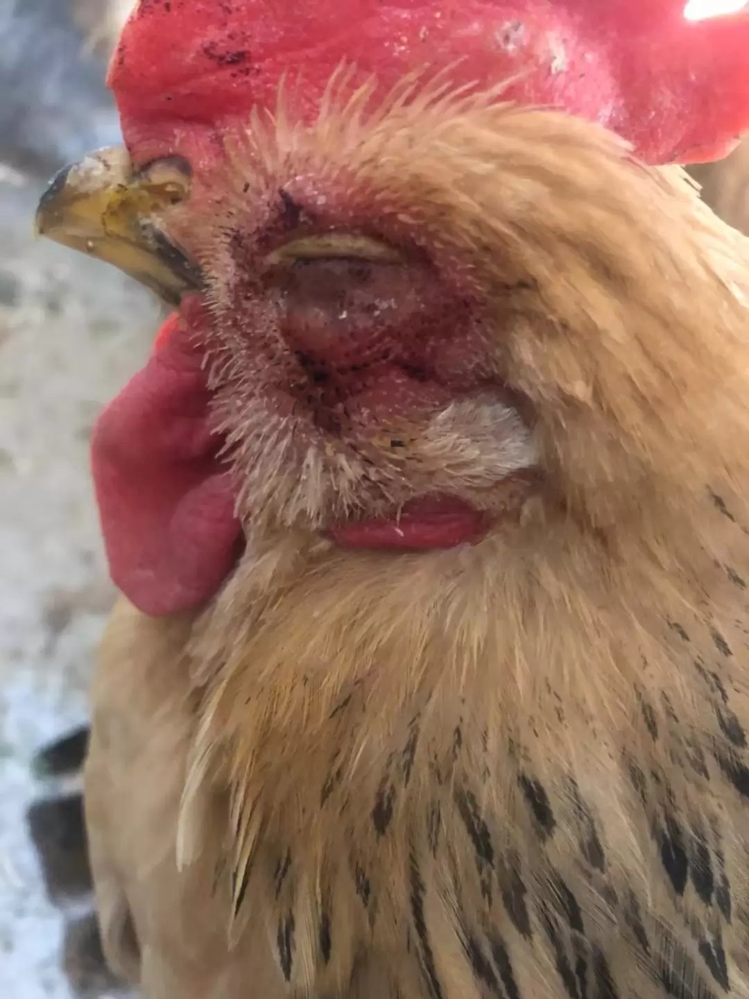 进秋后禽容易引起感冒,肿头肿脸 支气管堵塞元老师教你如何防控插图1 进秋后禽容易引起感冒,肿头肿脸 支气管堵塞元老师教你如何防控插图1