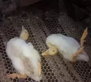 水禽防控浆膜炎的症状，进来学习一下插图2
