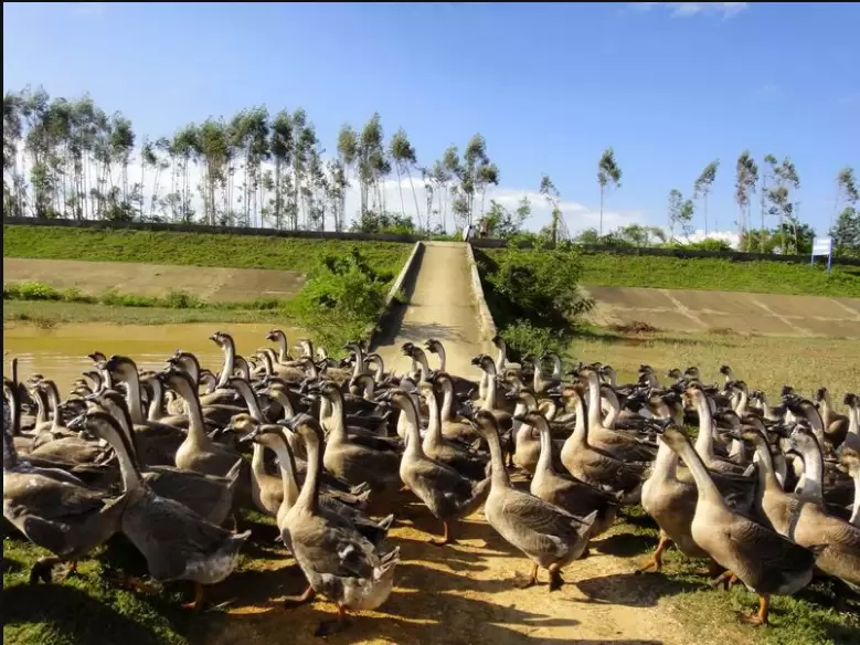 养鹅中掌握这几项 大群不易生病，好养 整齐度好 过来教你几招插图2