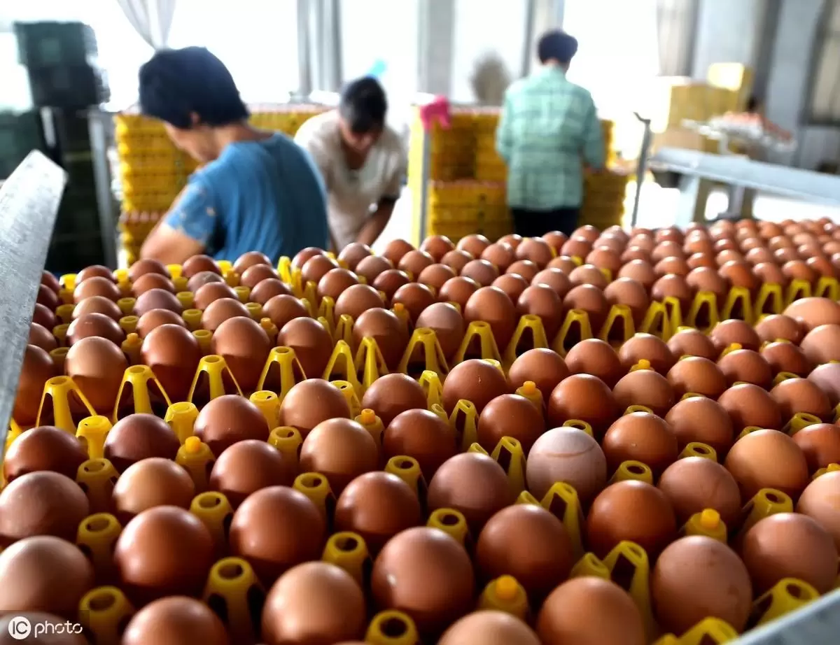 蛋鸡行情这么好，产蛋量不高，沙壳蛋 软壳蛋症状多的，看着里插图2