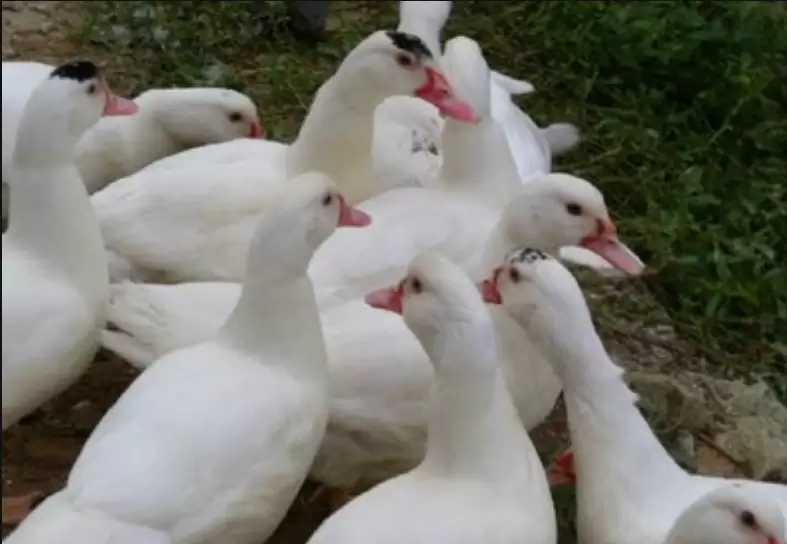 养殖番鸭来挣钱 鸭苗选择是关键 你了解多少 点击进来了解一下插图