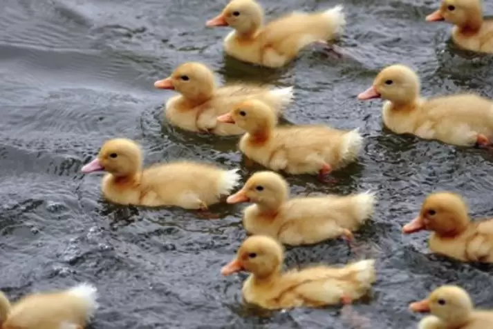 季节交替 温差对鸡鸭鹅的危害你知道哪些 看这里元老师给你讲解插图4
