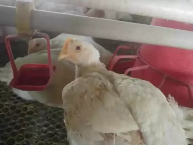 肿头肿脸的预防,于治疗插图1 肿头肿脸的预防,于治疗插图1