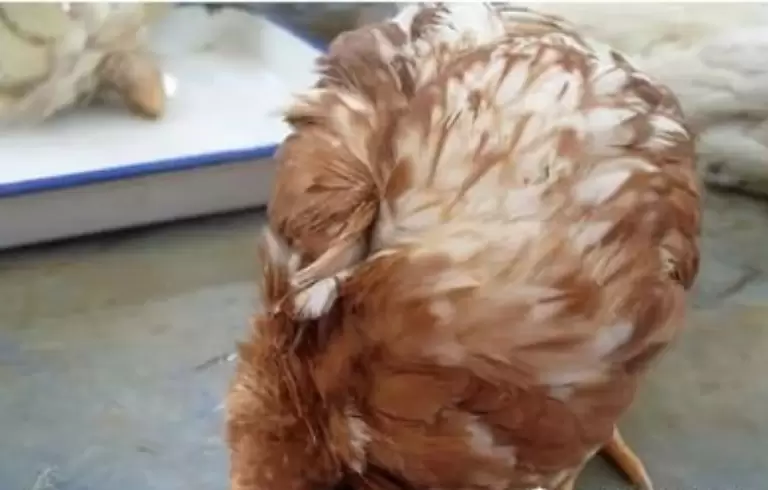 教您5招秘诀 解决鸡群嗉囊炎 胀气 不消化积食分分钟钟搞定插图2 教您5招秘诀 解决鸡群嗉囊炎 胀气 不消化积食分分钟钟搞定插图2