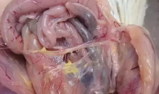 商品蛋鸡呼吸道，两天控制 四天痊愈 不易复发插图