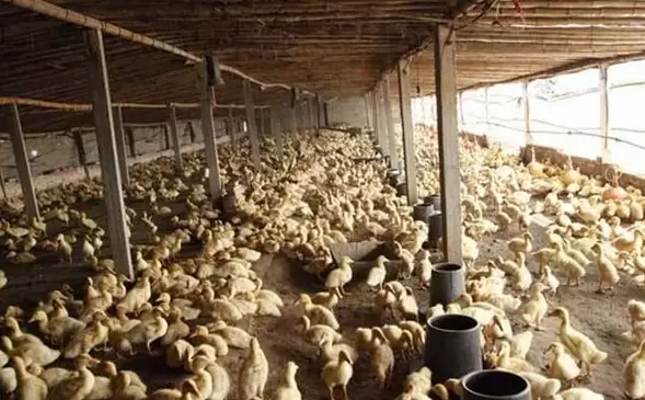 鸭群免疫力低，整齐度不好，毛色不光亮看着里插图