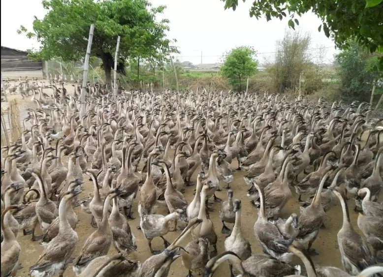 养鹅中掌握这几项 大群不易生病，好养 整齐度好 过来教你几招插图3