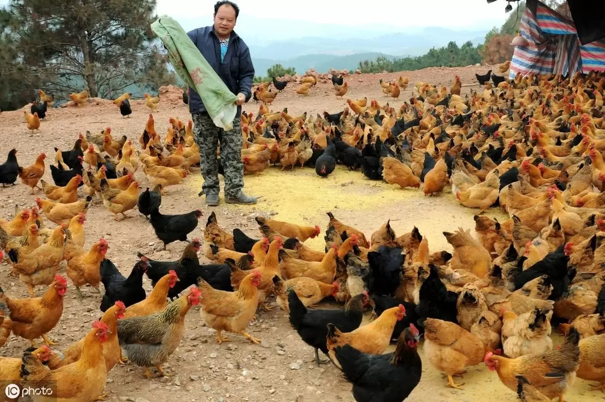 如何快速叛变，鸡群发病的原因插图1