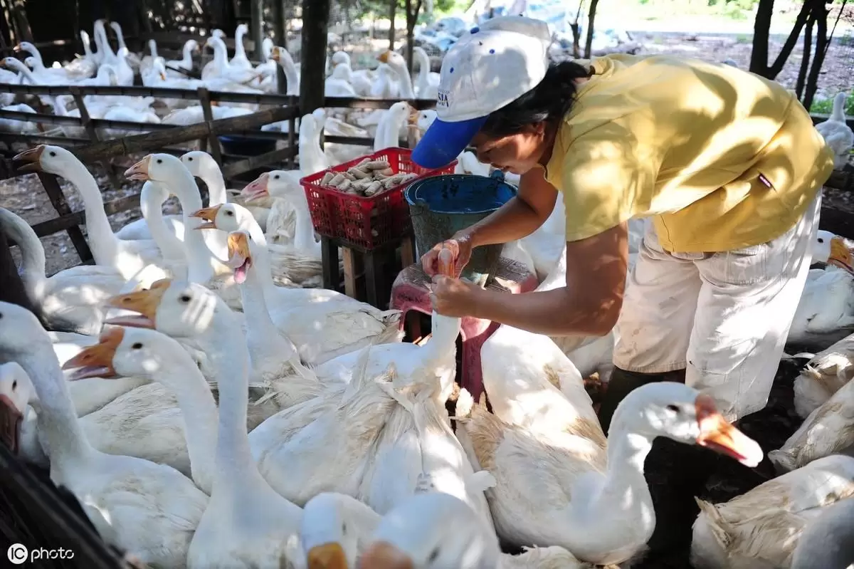 养殖的技术,与技巧 元老师随时在线插图2 养殖的技术,与技巧 元老师随时在线插图2