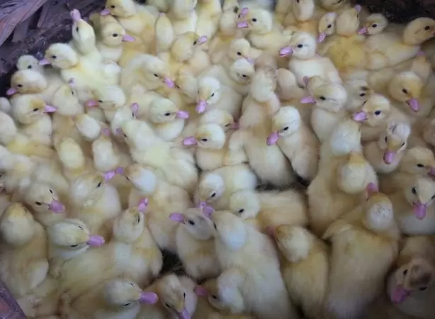 怎样简便的确诊鸭子有没有 病症插图4