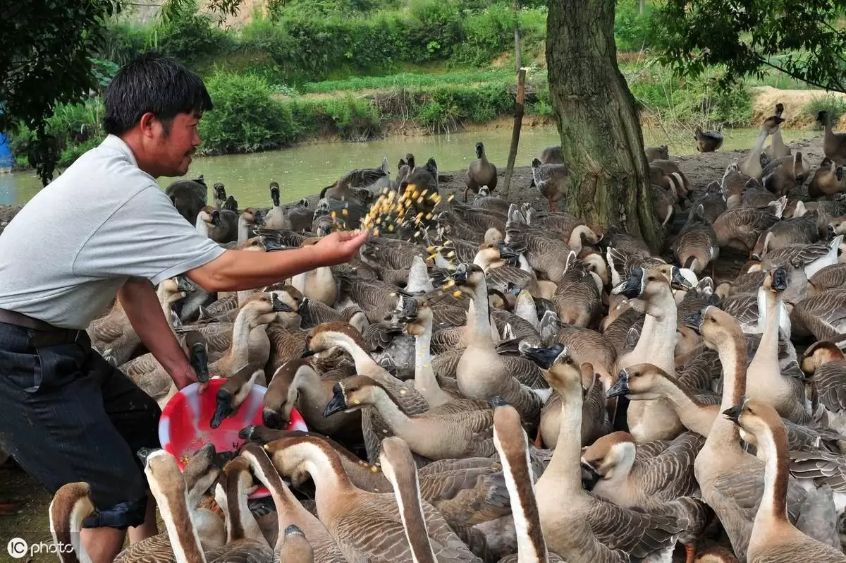 养殖的技术,与技巧 元老师随时在线插图 养殖的技术,与技巧 元老师随时在线插图