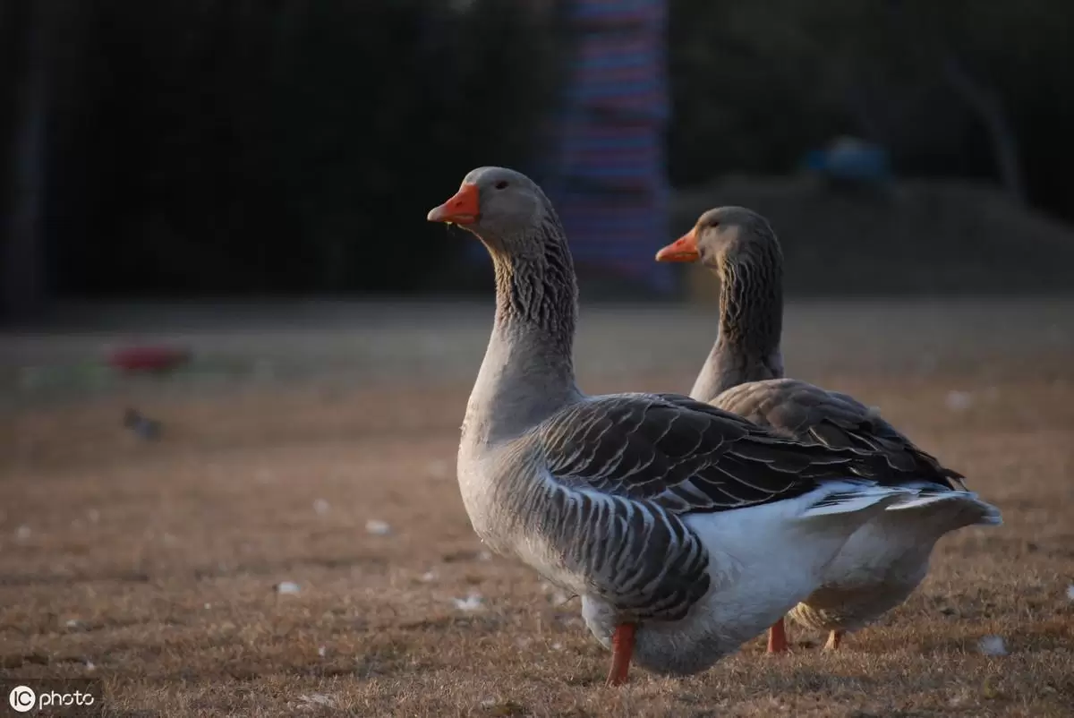 浆膜炎的症状与治疗插图