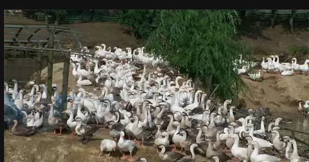 养殖过程中 观察鹅的病症你了解多少 来教你几招 养殖无忧插图4 养殖过程中 观察鹅的病症你了解多少 来教你几招 养殖无忧插图4
