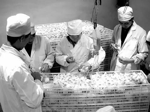 鸡，鸭  鹅怎么注射疫苗，注射钱的注意事项 注射多少看这里插图3